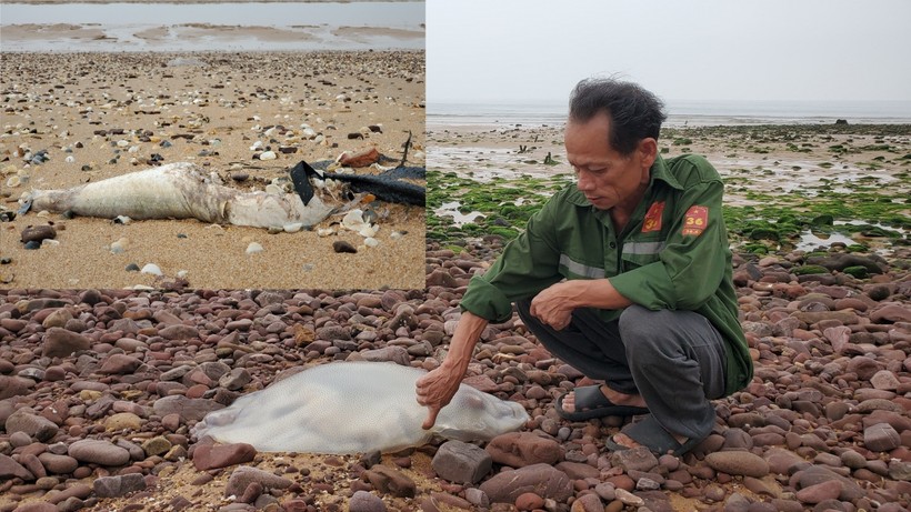 Nhiều loại cá, sứa kích cỡ to chết dạt vào bờ biển Nghi Thiết (huyện Nghi Lộc, Nghệ An)