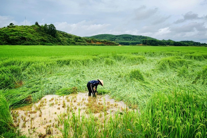 Lúa của người dân xã Thanh Long, huyện Thanh Chương, Nghệ An bị đổ rạp sau trận lốc xoáy, người dân phải thu hoạch sớm bằng tay.