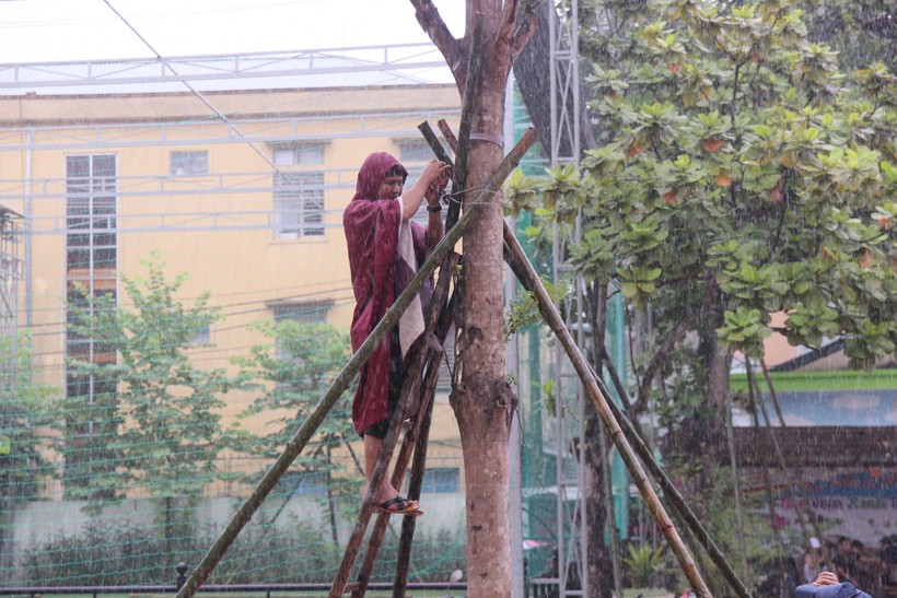 Chặt tỉa, gia cố cây xanh trong trường học tại TP Vinh, Nghệ An. Ảnh tư liệu.