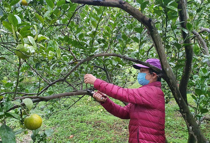 Bà Nguyễn Thị Dung chăm sóc vườn cam rộng hơn 1,5ha của gia đình