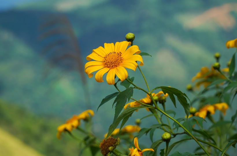 Hoa dã quỳ nở rực rỡ dù mọc trên vùng đất khô cằn nơi núi rừng tây Nghệ An.
