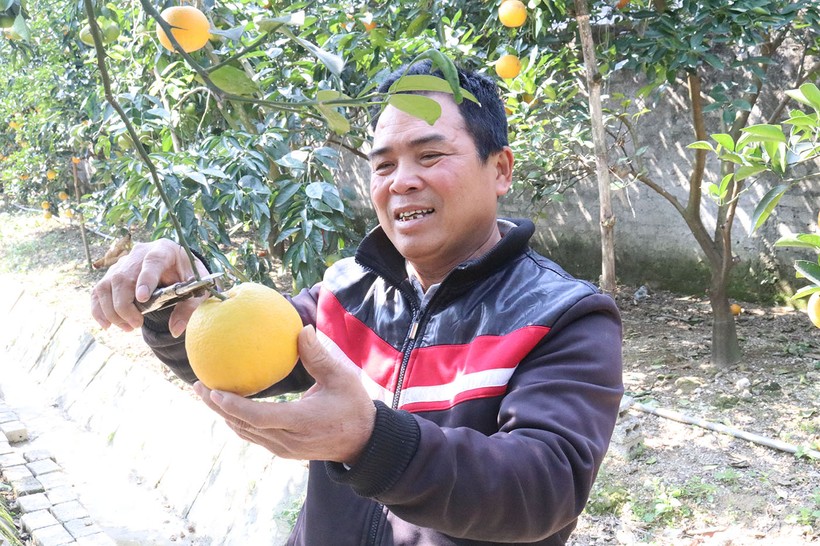 Ông Nguyễn Văn Thọ rất vui vì vườn cam được mùa, được giá của gia đình mình