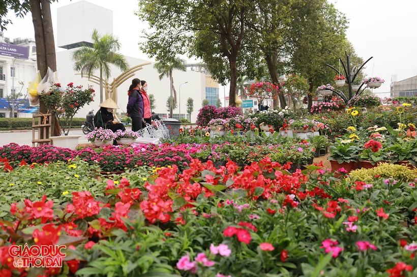 Nhiều nhà vườn bắt đầu nhập hoa về bán trên tuyến đường Lê Nin.