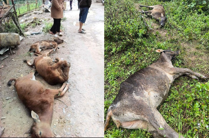 Trâu, bò bị chết rét ở huyện Kỳ Sơn (tỉnh Nghệ An).
