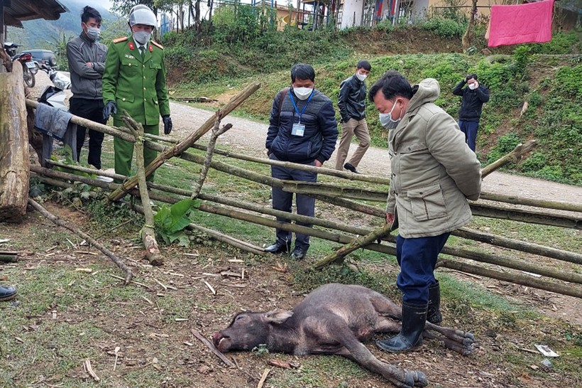 Đoàn làm việc của UBND huyện Kỳ Sơn xuống thôn bản kiểm tra trâu, bò bị chết rét.