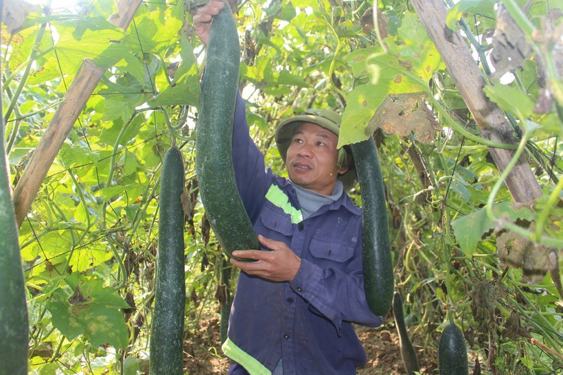 Nông dân huyện Anh Sơn vui mừng vì quả bí xanh mang lại thu nhập cao.