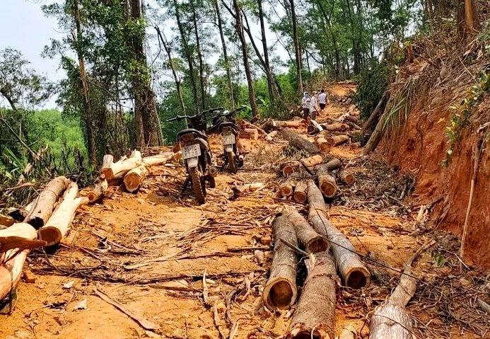 Xử phạt đối tượng khai thác rừng trái phép tại Thừa Thiên – Huế