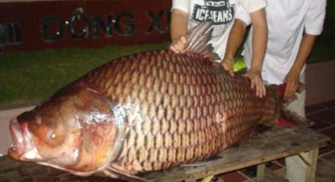 Những “quái ngư” khổng lồ ở Việt Nam