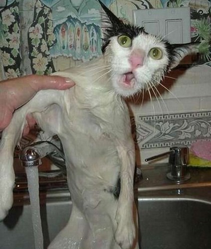 Những phản ứng siêu hài của mèo khi tắm