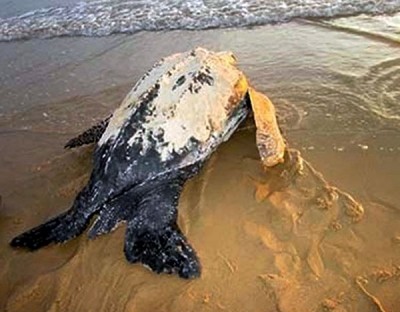 Rùa biển nặng hơn 200kg dạt vào bờ biển thôn Thuận, xã Hải An, huyện Hải Lăng (Quảng Trị).