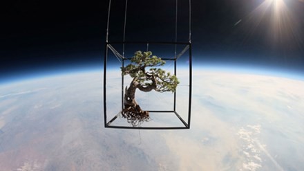 Đưa cây cảnh bonsai lên vũ trụ