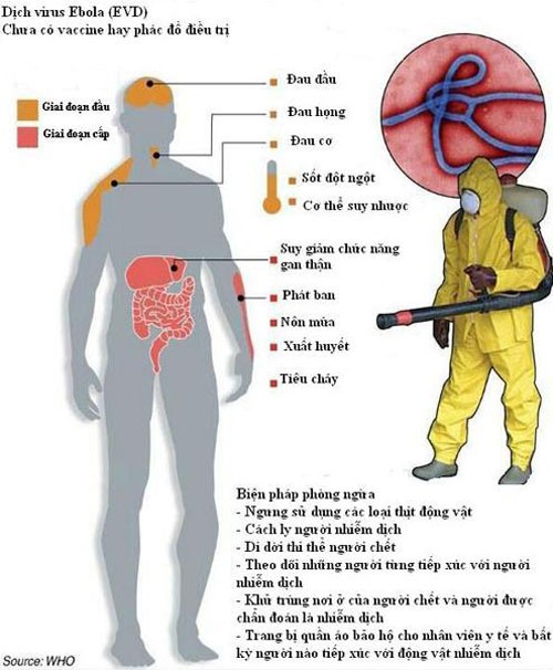 Cơ chế gây tổn thương cho người của virus Ebola