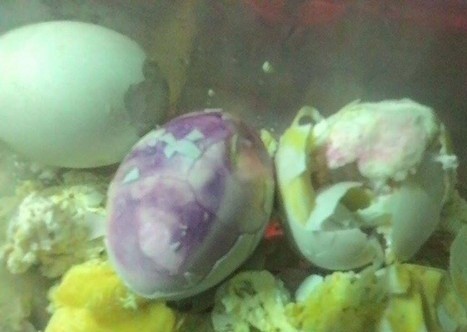 Sau khi bóc vỏ, trứng gà có màu tím khiến chị Nhu hoang mang.