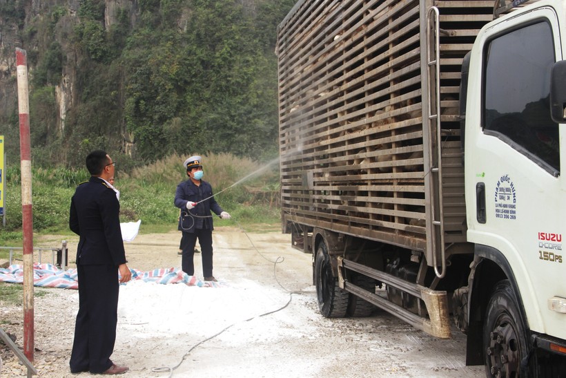 Lực lượng Trạm kiểm dịch động vật Dốc Xây (Thanh Hóa) tiến hành phun thuốc tiêu độc, khử trùng cho các xe vận chuyển động vật