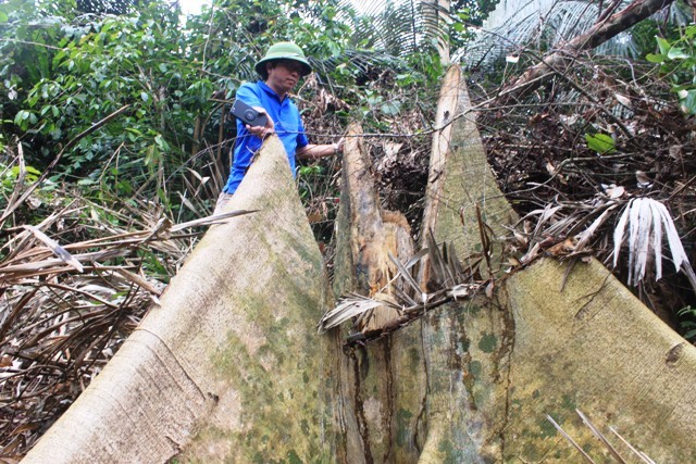 Phóng viên tiếp cận một gốc cây gỗ rừng vừa bị chặt hạ ở khu vực Thung Chấn, xã Điền Thượng, huyện Bá Thước (Thanh Hóa)