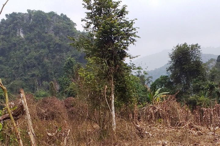 Nhiều diện tích rừng phòng hộ ở khu vực giáp ranh hai huyện Ngọc Lặc, Bá Thước (Thanh Hóa) bị "lâm tặc" phun thuốc diệt cỏ.