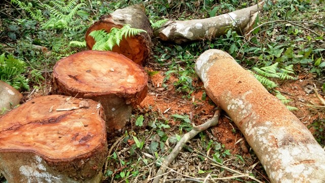 Gỗ rừng ở huyện Bá Thước (Thanh Hóa) bị đốn hạ trái phép.