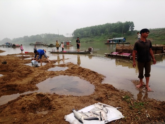 Hàng tấn cá lồng trên sông Chu chết hàng loạt bất thường