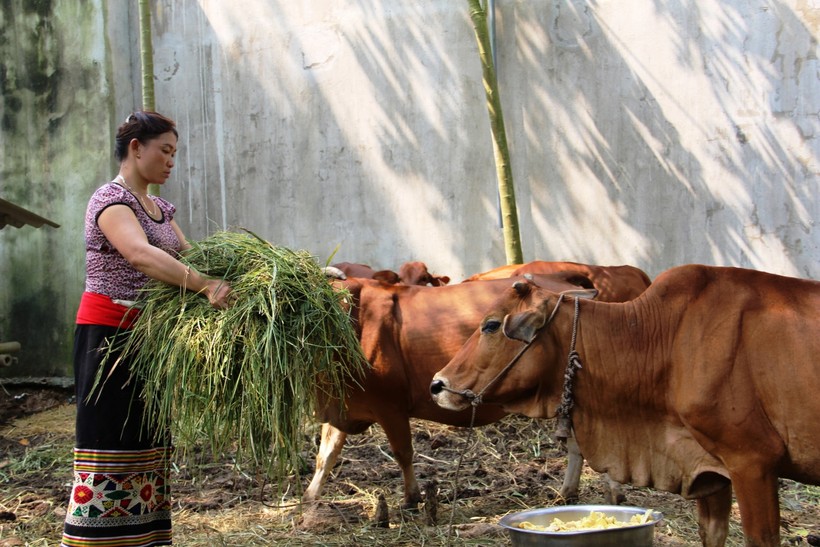 Nhờ vốn từ Ngân hàng CSXH, gia đình chị Lang Thị Dung đã có đàn bò gần 20 con.