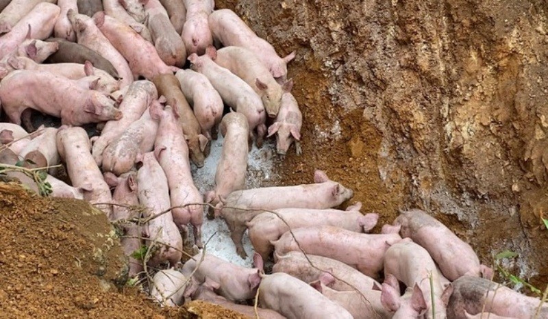 Đàn lợn nghi bị nhiễm bệnh được ông N. vứt bỏ bên vệ đường.