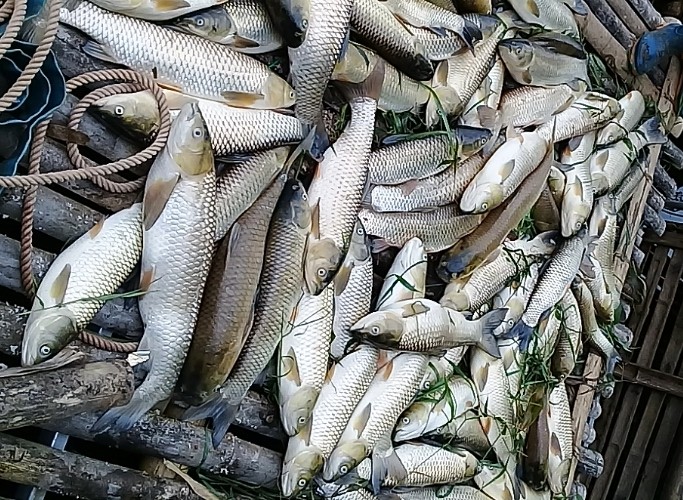 Cá nuôi lồng trên sông Mã của người dân thị trấn Cành Nàng (Bá Thước, Thanh Hóa) bị chết hàng loạt.