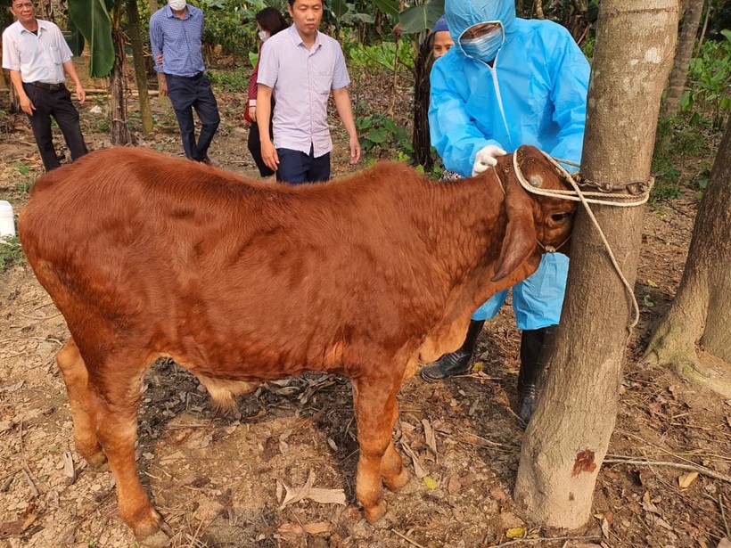 Bệnh viêm da nổi cục ở trâu, bò tại tỉnh Thanh Hóa đã lan ra 21 huyện, thị xã.