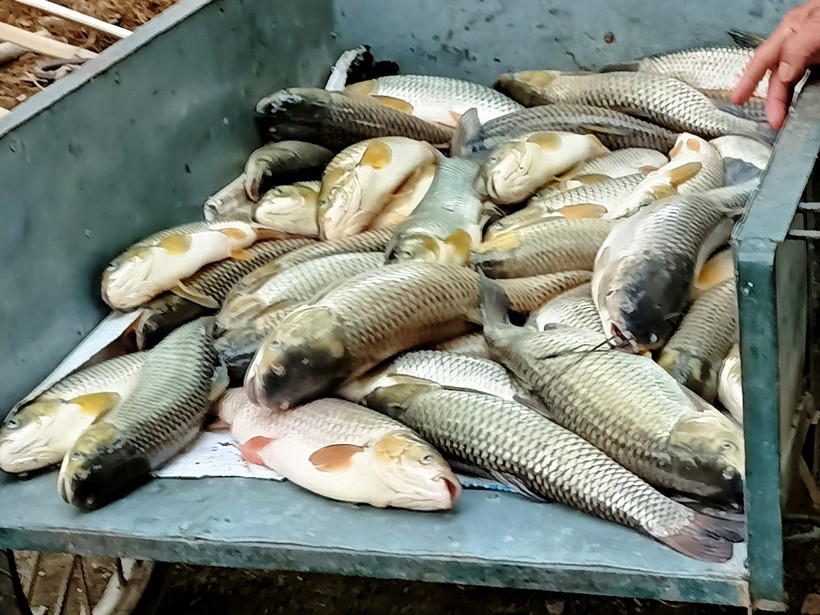 Hàng chục tấn cá lồng dưới sông Mã ở huyện Cẩm Thủy, Bá Thước (Thanh Hóa) chết trắng.