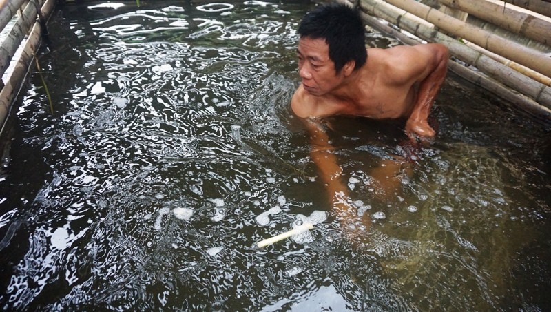 Người dân ở Bá Thước (Thanh Hóa) vớt cá chết trong lồng nuôi, do nước sông Mã bị ô nhiễm.