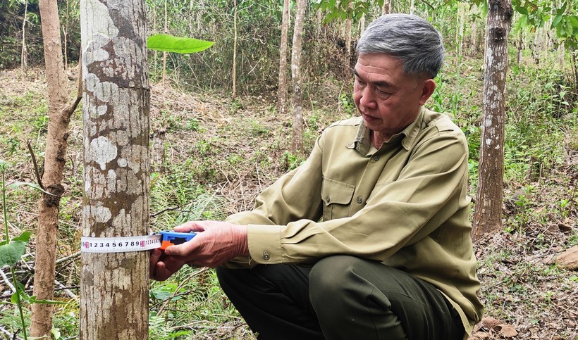 Ông  Ngân Văn Dừa, bản Đông Ban, xã Pù Nhi (Mường Lát) đo một gốc xoan đã gần 10 năm tuổi, nhưng vanh của nó chỉ hơn 30 cm.