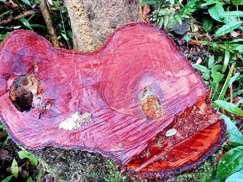 Một gốc gỗ rừng tự nhiên ở xã Yên Thắng, huyện Lang Chánh, tỉnh Thanh Hóa.