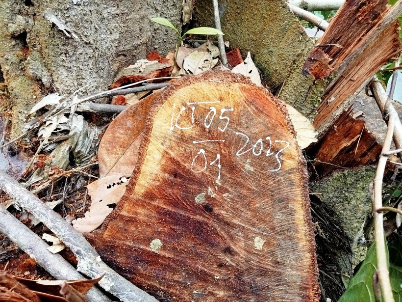 Gốc gỗ rừng ở xã Yên Thắng được lực lượng Kiểm lâm đánh dấu ngày 5/1.