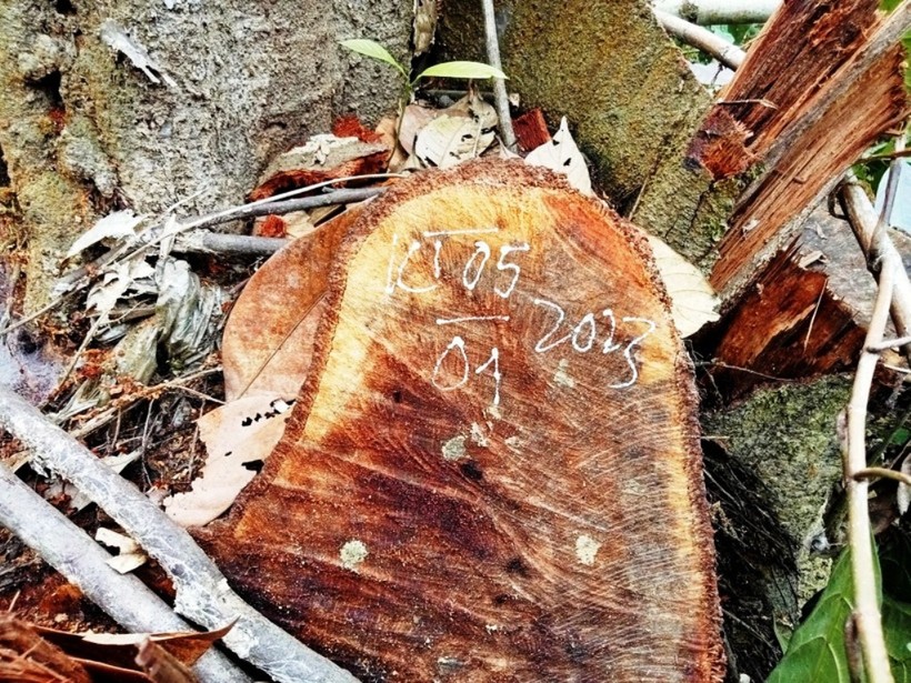 Gốc cây gỗ rừng tự nhiên ở xã Yên Thắng, huyện Lang Chánh (Thanh Hóa) được Kiểm lâm đánh dấu ngày 5/1. Ảnh: Thế Lượng.