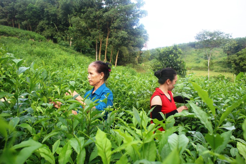 Người dân ở huyện Như Xuân (Thanh Hóa) thu hoạch chè. Ảnh: TL.
