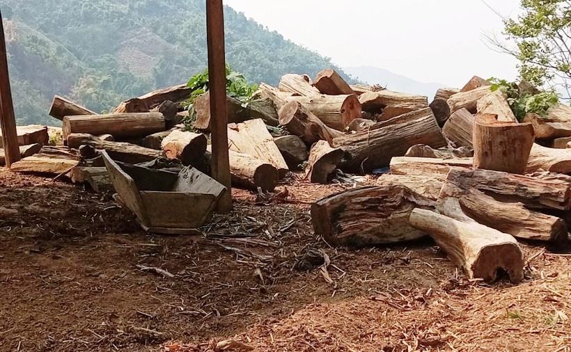Gốc cây, gỗ rừng được tập kết thành đống ở bản Cơm, xã Pù Nhi, huyện Mường Lát, tỉnh Thanh Hóa. (Ảnh: HĐ)