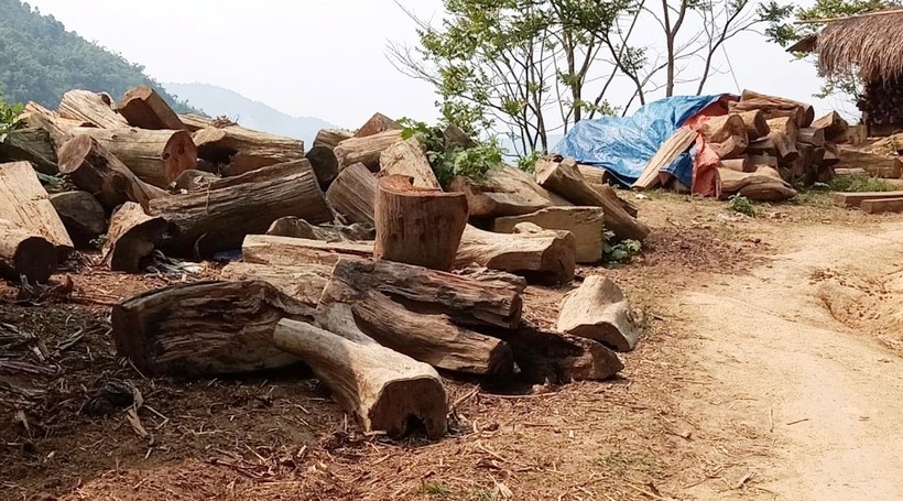 Theo Hạt trưởng Hạt Kiểm lâm Mường Lát, người bên Lào chở số gỗ đó đến biên giới, sau đó người dân mình lên chở về để ở nhà. 