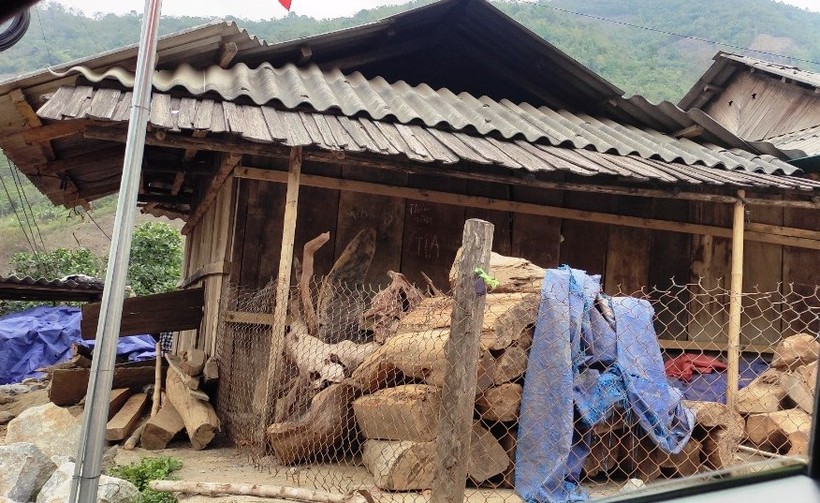 Gốc cây, gỗ được tập kết từng đống ở trong nhà dân ở bản Pù Ngùa, xã Pù Nhi, huyện Mường Lát. (Ảnh: HĐ)