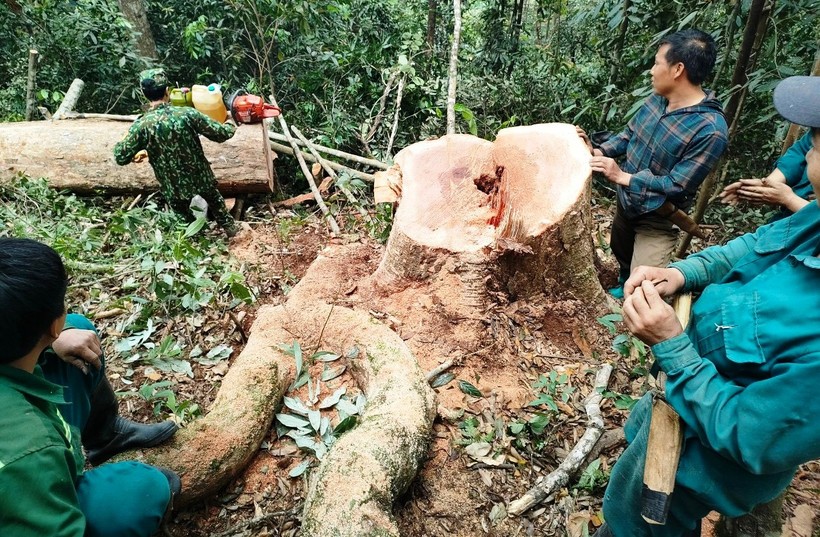 Nhóm người chặt hạ trái phép gỗ rừng ở huyện Mường Lát bị lực lượng Đồn Biên phòng Pù Nhi phát hiện, bắt quả tang. (Ảnh: Đồn Biên phòng Pù Nhi cung cấp)