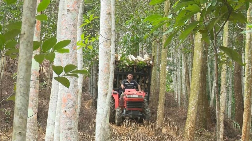 Người dân thu hoạch, vận chuyển gỗ trong rừng sản xuất ở huyện Chợ Đồn, tỉnh Bắc Kạn.