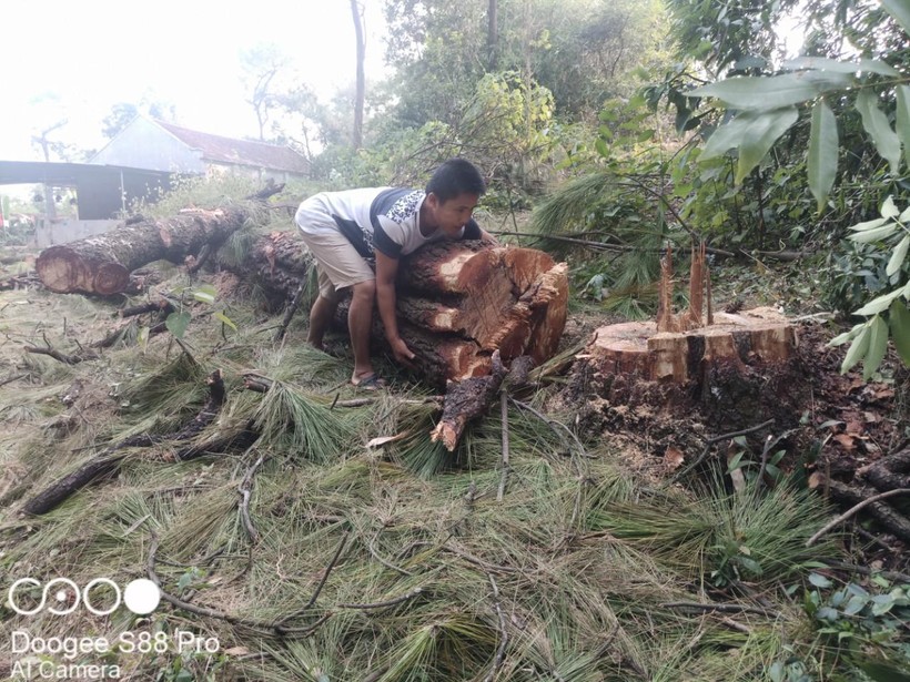 UBND xã Kha Sơn bán bình quân giá 150 nghìn/cây thông cổ thụ hơn 100 năm tuổi.