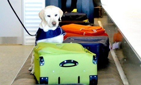 Chó nghiệp vụ trong buổi huấn luyện phát hiện thuốc nổ chứa trong các vali ở sân bay. Ảnh: AAP
