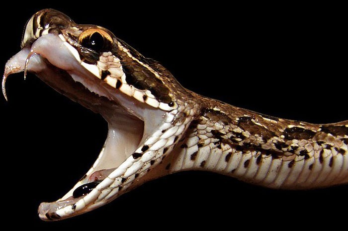 Kinh dị loài rắn biến người lớn thành… đứa trẻ
