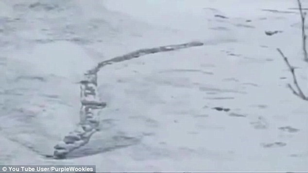 Sinh vật kỳ lạ xuất hiện trên sông băng