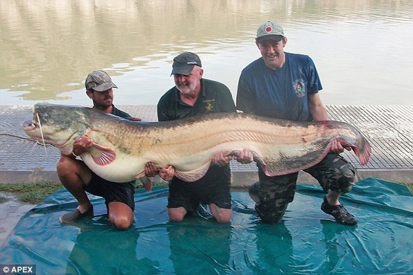 “Quái vật” cá trê lớn nhất thế giới