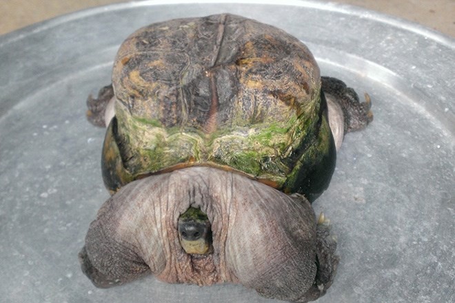 Phát hiện rùa “quái vật” tại Tiền Giang