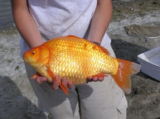 Cá vàng khổng lồ trở thành mối đe doa với hệ sinh thái
