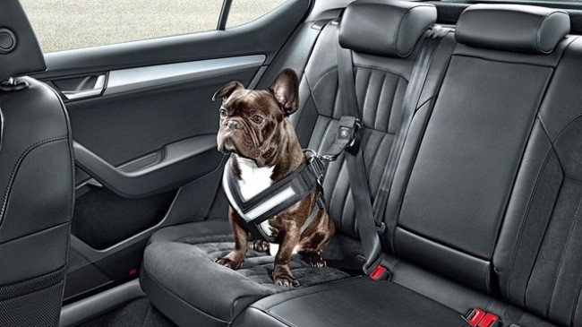Xe hơi Skoda có đai an toàn dành cho… chó