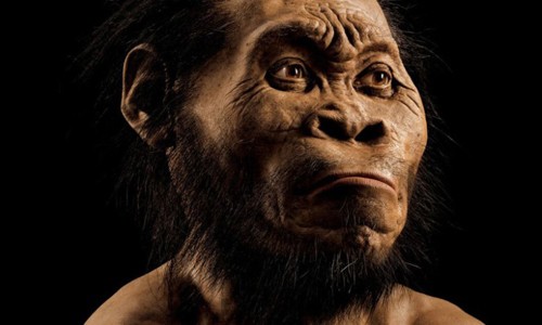 Chân dung mô phỏng Homo naledi. Ảnh: NG