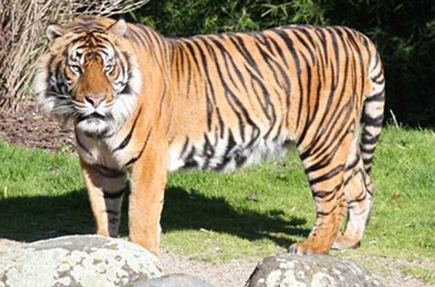 Oz, con hổ tấn công nhân viên vườn thú ở New Zealand sáng 20/9. Ảnh: Daily Mail