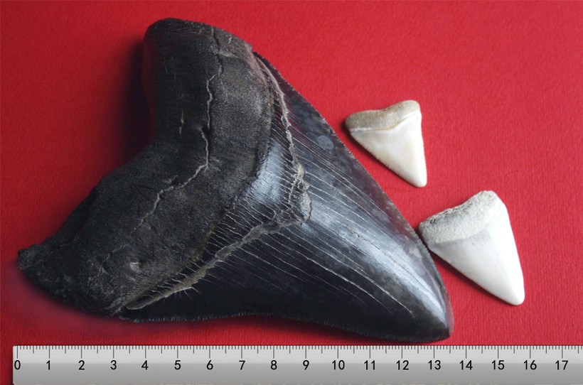 Một mẫu hóa thạch răng của cá mập Megalodon