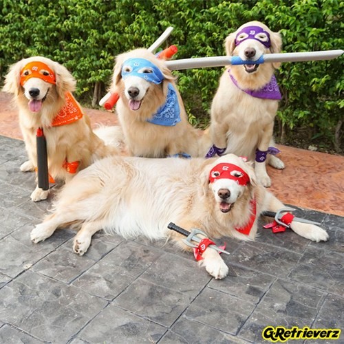 Các chú chó được hóa trang ngộ nghĩnh nhân dịp lễ hội Halloween.